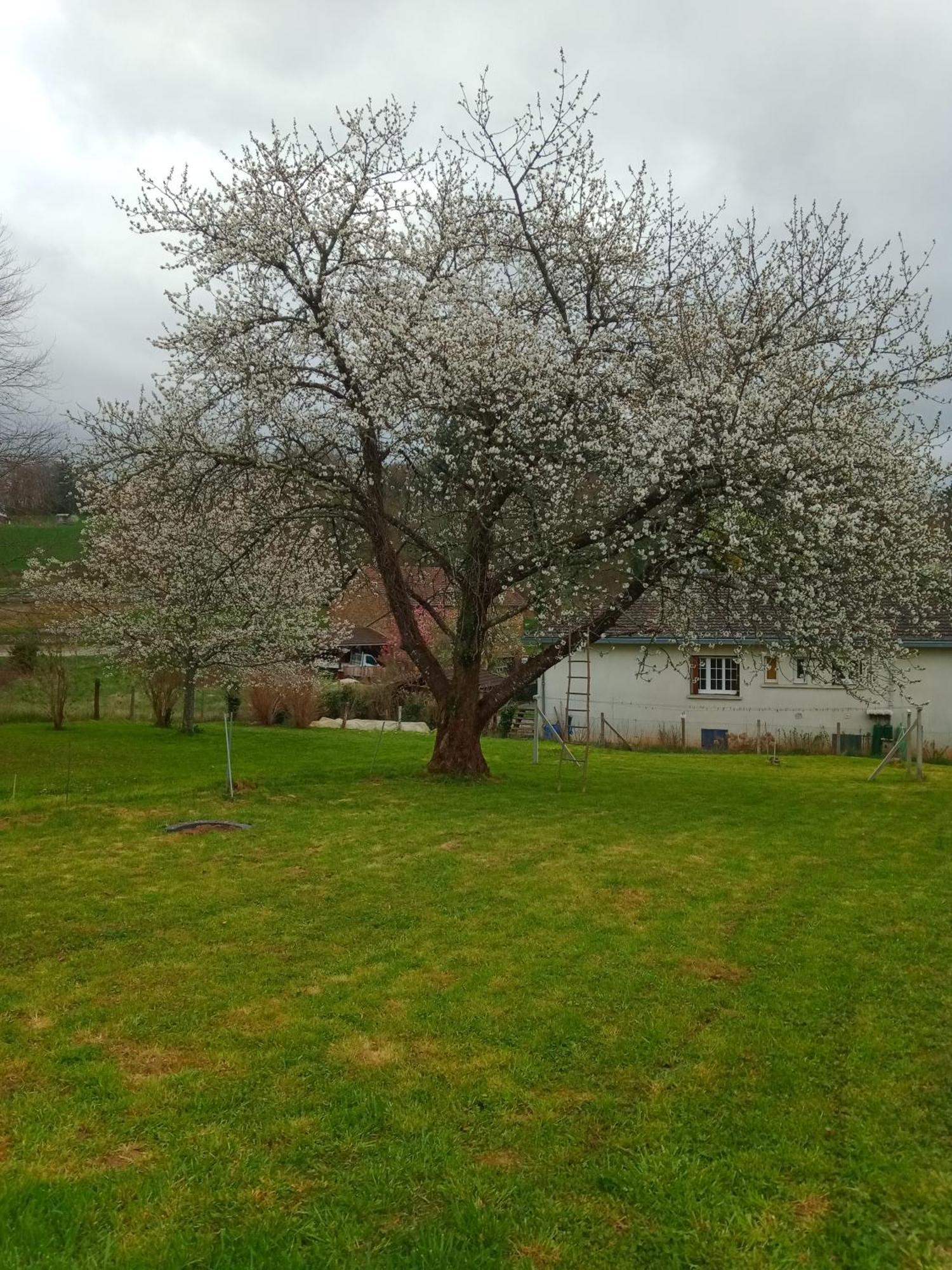 Cherry Blossom House Bujaleuf Ngoại thất bức ảnh